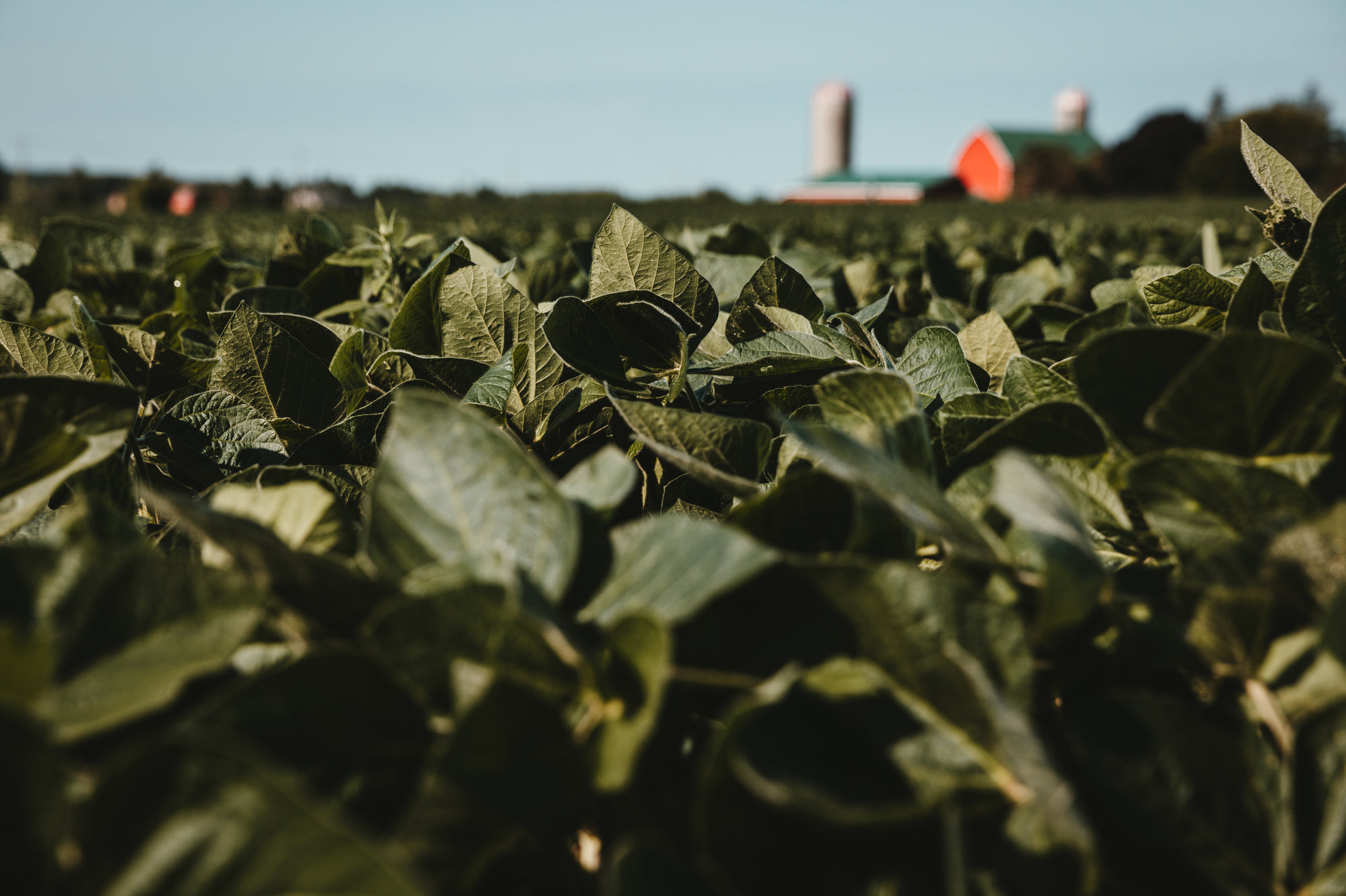 IoT Monitoring for South African Agriculture: Real Results from the Field